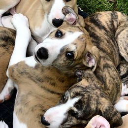 "Whippet ears just starting!" Whippet Puppies from In Vogue Whippets
