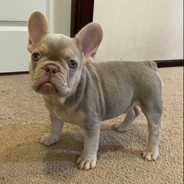 French Bulldogs from Notorious Frenchies