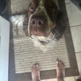 Gracie - English Springer Spaniel