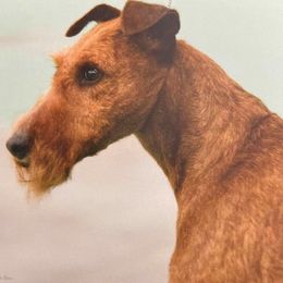 Irish Terriers from Terri VandeZande's Irish Terriers