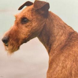 Irish Terriers from Terri VandeZande's Irish Terriers