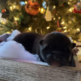 Ralphie - Red male Akita puppy in Lebanon, Virginia from Majestic Valley Farms