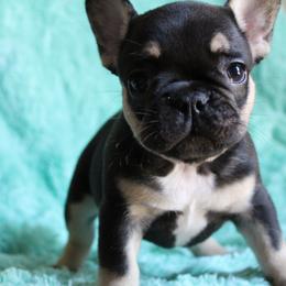 French Bulldog Puppies from Mt Olympus Frenchies