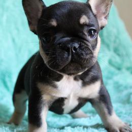 French Bulldog Puppies from Mt Olympus Frenchies