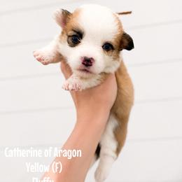 Yellow - Catherine of Aragon (fluffy) - Red female Pembroke Welsh Corgi puppy in Milan, Georgia from Williams’ Welsh Corgis LLC