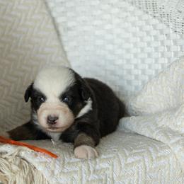 Puppy 8 Orange - Black tri-color male Australian Shepherd puppy in Avoca, Iowa from Danker Farms