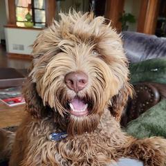 Chase - Australian Cobberdog