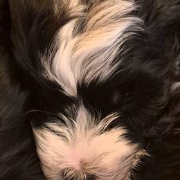 Girl 2 - Black and white female Havanese puppy in Manchester, Texas from Mimi's Havanese