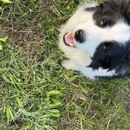 Panda - Border Collie