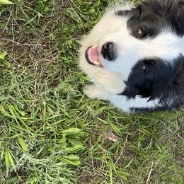 Panda - Border Collie