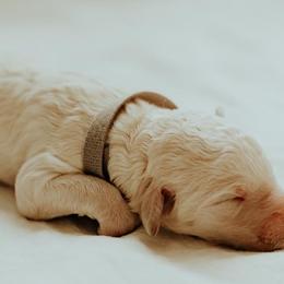 Boy 1 - Poodle puppy in Twin Falls, Idaho from Elysee Standard Poodles