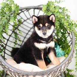 Kenji - Black and Tan Boy - Black and tan male Shiba Inu puppy in Neosho, Missouri from Sunny Terrace Shibas