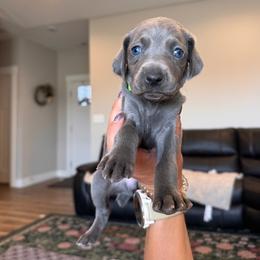 Honor - green lime collar - Blue female Weimaraner puppy in Riverside, Utah from Blue Phantom Kennels