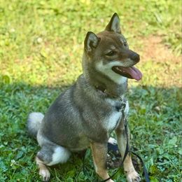 Tawney - Sesame female Shiba Inu puppy in Cincinnati, Ohio from Timberwood Paws