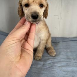 Poodle Puppies from RomLein Poodle