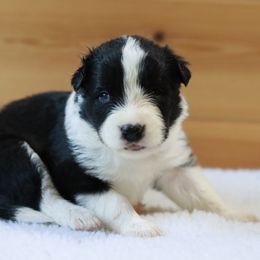 AKC Grand Champion Sired (Betty) - Black female Border Collie puppy in Noble, Oklahoma from CheckItOut Border Collies