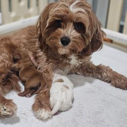 Cavapoo puppies from Meadowbrook Poodles