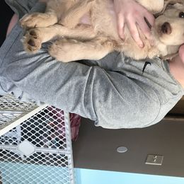 Goldendoodle, Schnoodle, and Sheepadoodle Puppies from Dood Ranch