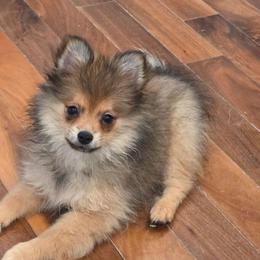 Audra 760 960-2619 - Orange sable female Pomeranian puppy in El Centro, California from BabyBooPoms