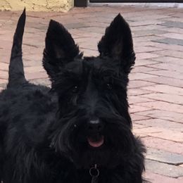 Belle - Scottish Terrier