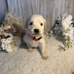6th Pick Male - Golden male Golden Retriever puppy in Waddell, Arizona from Sunshine Mountain Retrievers