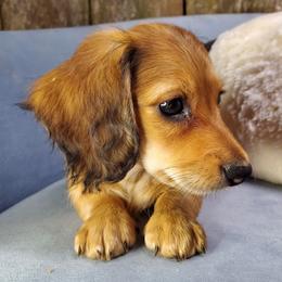 Cee-Cee - Red female Dachshund puppy in Mountain Grove, Missouri from Callaway Country Dachshunds
