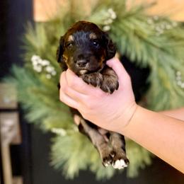 Girl 1 - Phantom female Bernedoodle puppy in Salt Lake County, Utah from Coco Avenue Pups