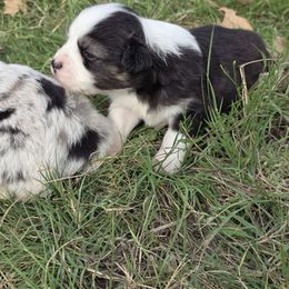 Danica Tri-f 1 - Black tri female Toy Australian Shepherd puppy in Leonard, Texas from Tin Roof Aussies