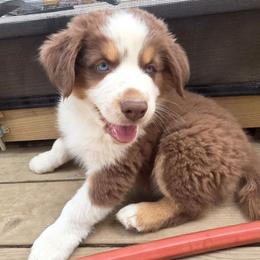 Cristiano FIFA - Red tri-color male Australian Shepherd puppy in Solon, Maine from Mountain Range Australian Shepherds