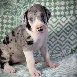 Opal - Merle female Great Dane puppy in Lebanon, Virginia from North Cedar Danes