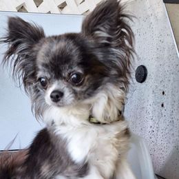 Daniela - Chihuahua