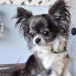 Daniela - Chihuahua