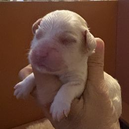 Boy 1 - Cream male Cockapoo puppy in Carlotta, California from Lost Coast Bernese Mountain Dogs