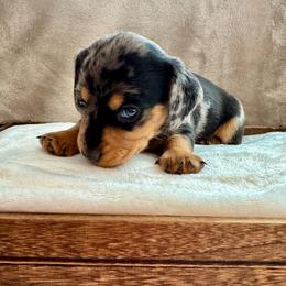 Rhett - Dapple male Dachshund puppy in Franklin, Tennessee from Wendy's Weenies