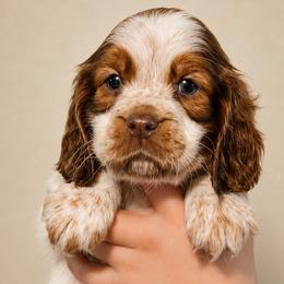 Ginger - Liver white and roan female English Springer Spaniel puppy in Fort White, Florida from Thunderbird Springers