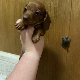 Pike - Red male Dachshund puppy in Athens, Texas from County Road Puppies