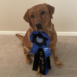 Aspen - Labrador Retriever