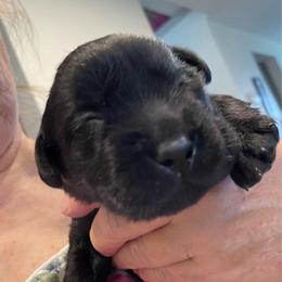 Millie - Black female Labrador Retriever puppy in Arlington, Iowa from Uncle Bucks Labrador Retrievers