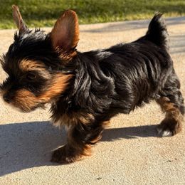 Green collar - Black and tan male Yorkshire Terrier puppy in Dallas, North Carolina from Yorkie Fever