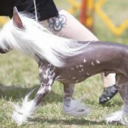 American Bullies and Chinese Cresteds from Bent River Kennel