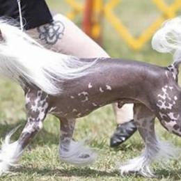 American Bullies and Chinese Cresteds from Bent River Kennel