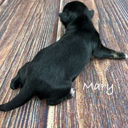 Mary - Black female Miniature Schnauzer puppy in Sylvania, Georgia from Southern Sky Miniature Schnauzers