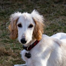 Salukis from Saluki