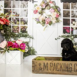 Goldendoodle and Labradoodle Puppies from Dessie's Doodles