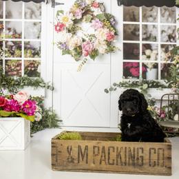 Goldendoodle and Labradoodle Puppies from Dessie's Doodles