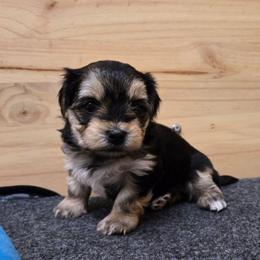 Abby - Black & tan tri-color female Morkie puppy in Thompson, Iowa from Weiss's Puppies