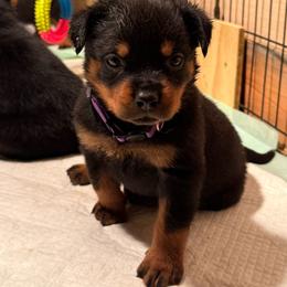 Girl 2 - Black and mahogany female Rottweiler puppy in Corydon, Indiana from Rottweiler von knight enterprise