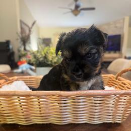 Chai - Black and tan female Yorkshire Terrier puppy in East Greenbush, New York from Buonocore Pups