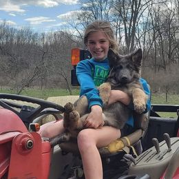 German Shepherds from Horizon Lane German Shepherds