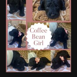 Coffee Bean - Blue merle female Sheepadoodle puppy in Columbia, Tennessee from Primrose Cottage Puppies